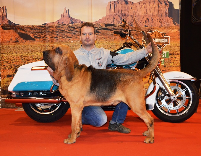 „President’s Cup” CACIB Show 2016.