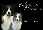 Lucky for You Border Collie Kennel