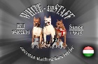 WHITE-amSTAFF - amerikai staffordshire terrier kennel
