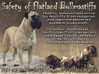 Safety of Flatland Bullmasztiff Kennel