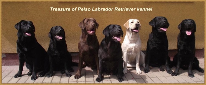 Treasure of Pelso Labrador Retriever Kennel.