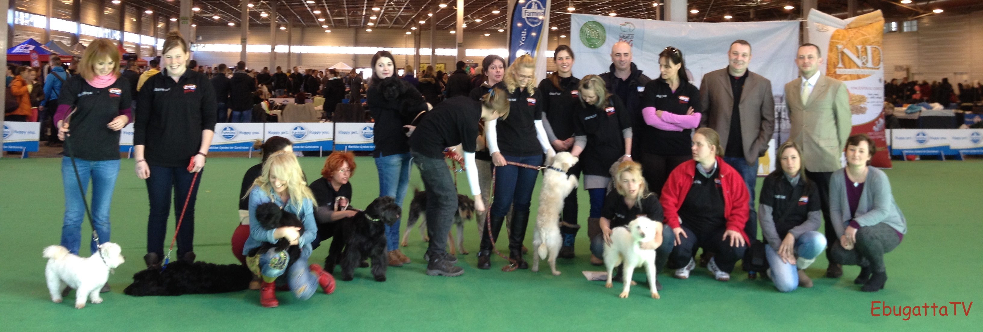 Kutyakozmetikus verseny az árva kutyákért a FeHoVa kutyakiállításon! Filmes beszámoló!