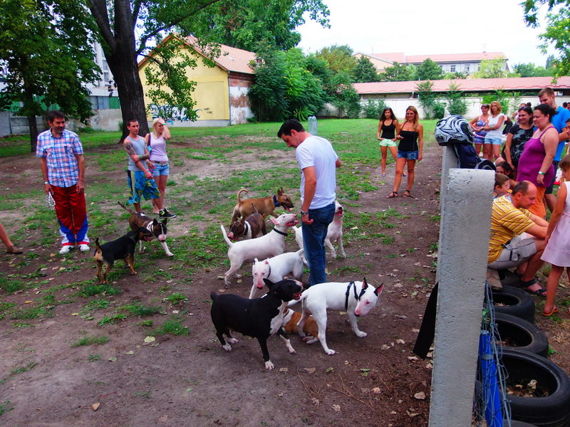 Bullterrier találkozó