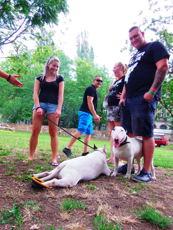 Bullterrier találkozó