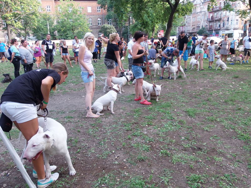 Bullterrier találkozó