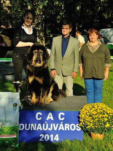 A Dunaújváros Nemzeti Kutyakiállítás legszebbjei!