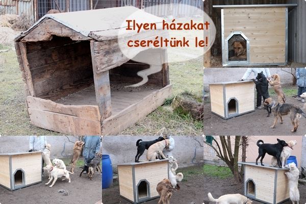 kutyaház