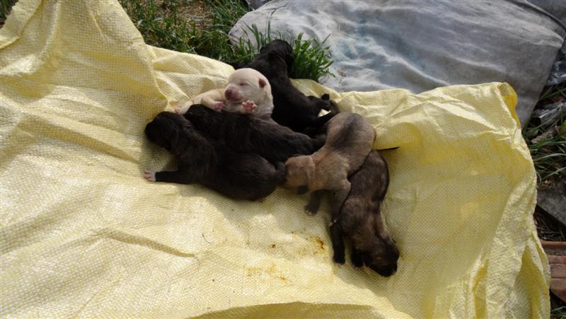 6 kiskutya életét mentette meg két fiú Lajosmizsén!