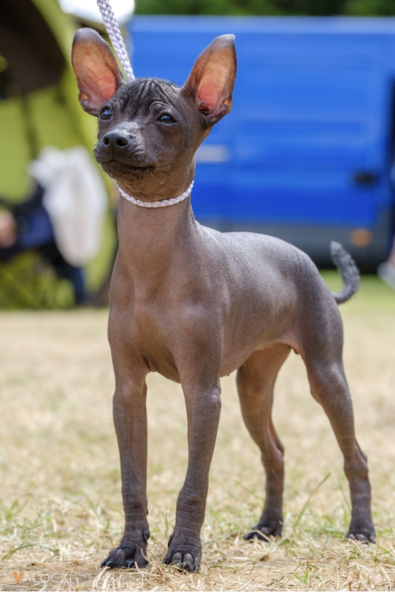 Mexikói meztelen kutya Miniature/ Xoloitzcuintle