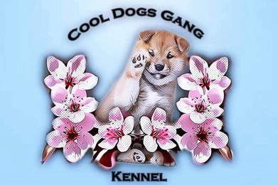 Cool Dogs Gang Kennel - Shiba Inu