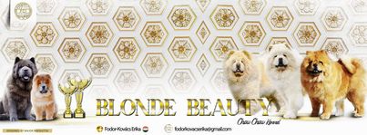 Blonde Beauty Chow Chow kennel