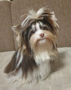 Colorful yorkshire terrier kennel