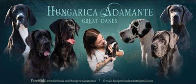 Hungarica Adamante német dog kennel