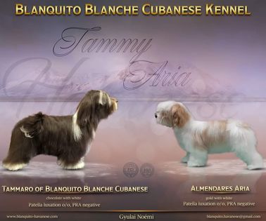 Blanquito Blanche Cubanese kennel