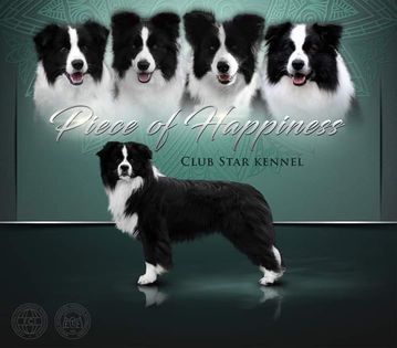 Piece of happiness border collie kennel