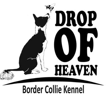 Drop of Heaven Kennel