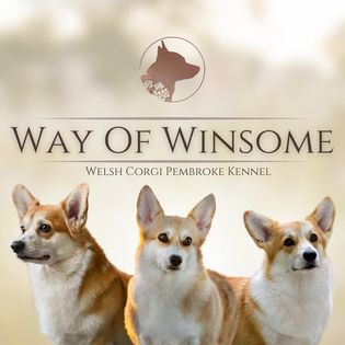 Way Of Winsome Kennel Welsh Corgi Pembroke