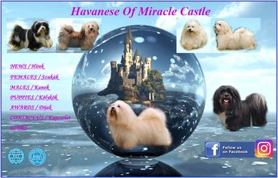 Of Miracle Castle - Bichon havanese kennel