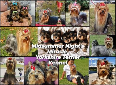 Midsummer Night’s Miracle Yorkshire Terrier Kennel