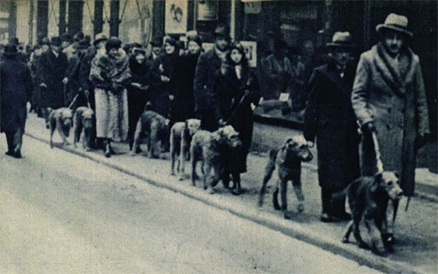 Kutyafajták a háború előtti Magyarországon