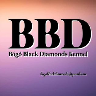 Bógó Black Diamonds Kennel