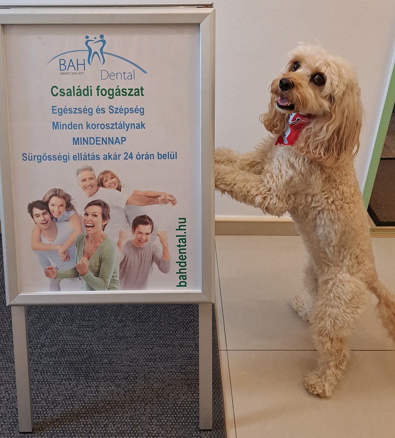Terápiás kutya fogadja a pácienseket egy fogászati rendelőben, hogy nyugodt lelkiállapotban kerüljön sor szűrésre vagy kezelésre.