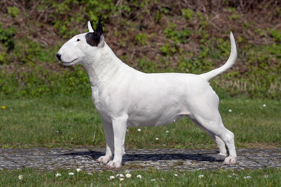 Hunland Bull Terrier Kennel