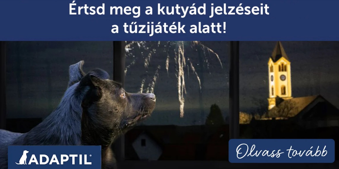 Értsd meg a kutyád jelzéseit a tűzijáték alatt!