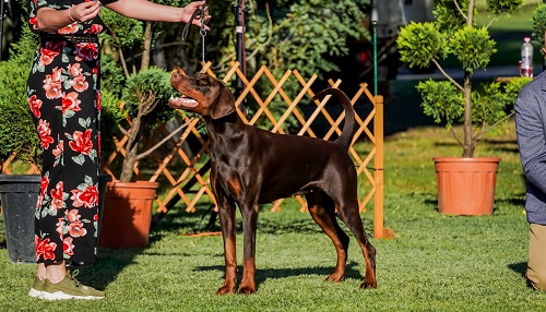 Dobermann
