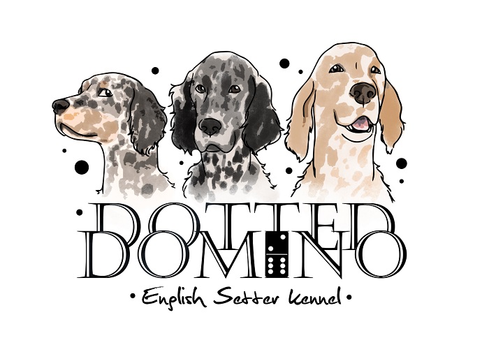Dotted Domino Angol szetter kennel