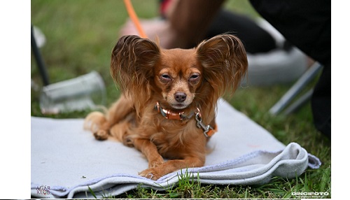 Hosszúszőrű orosz toy