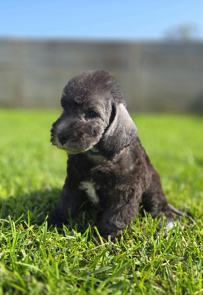 Bedlington Terrier