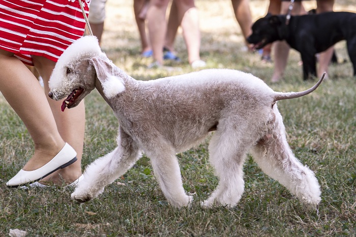 Bedlington Terrier