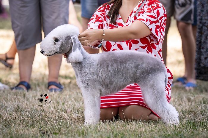 Bedlington Terrier