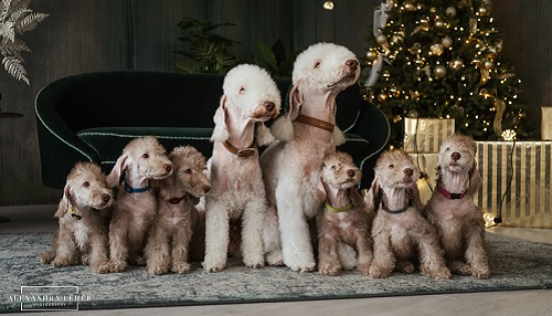 Bedlington terrier