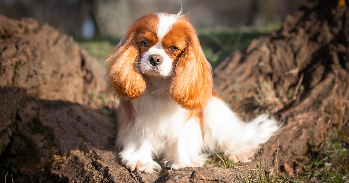 Cavalier King Charles spániel