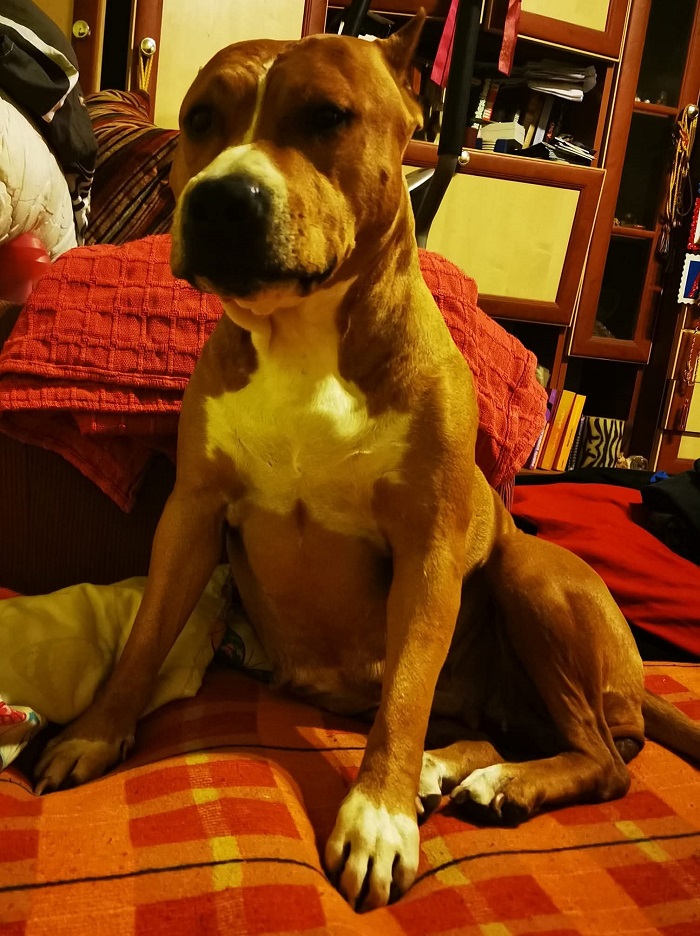 amerikai staffordshire terrier