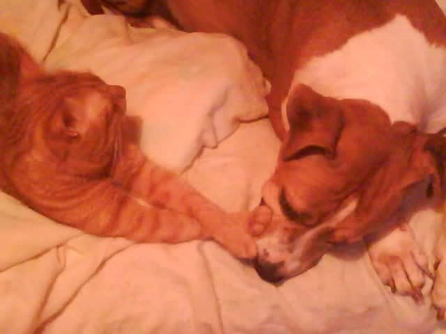 amerikai staffordshire terrier