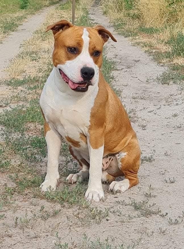 amerikai staffordshire terrier