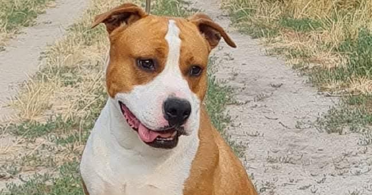 Amerikai staffordshire terrier