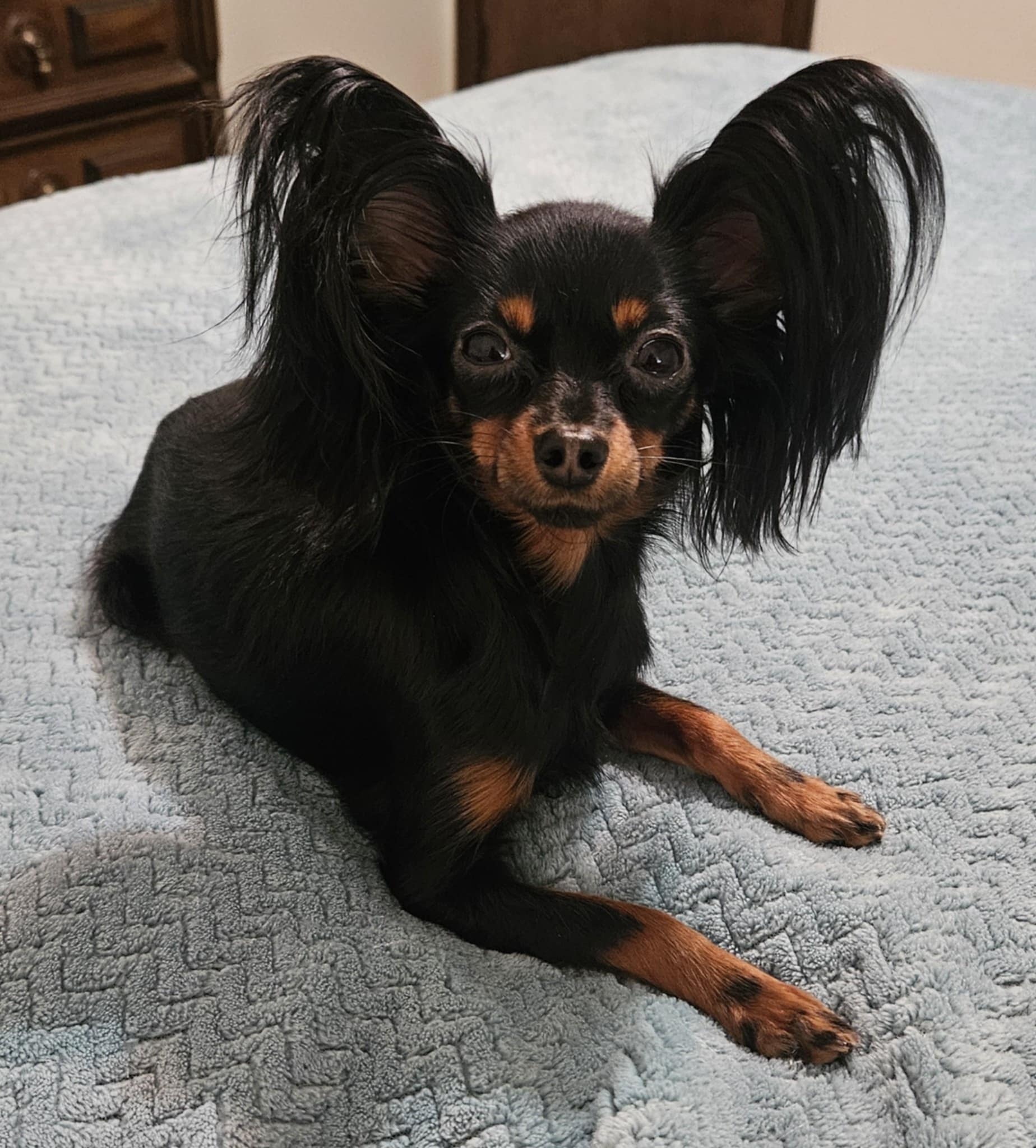 Star De Fer orosz toy kennel