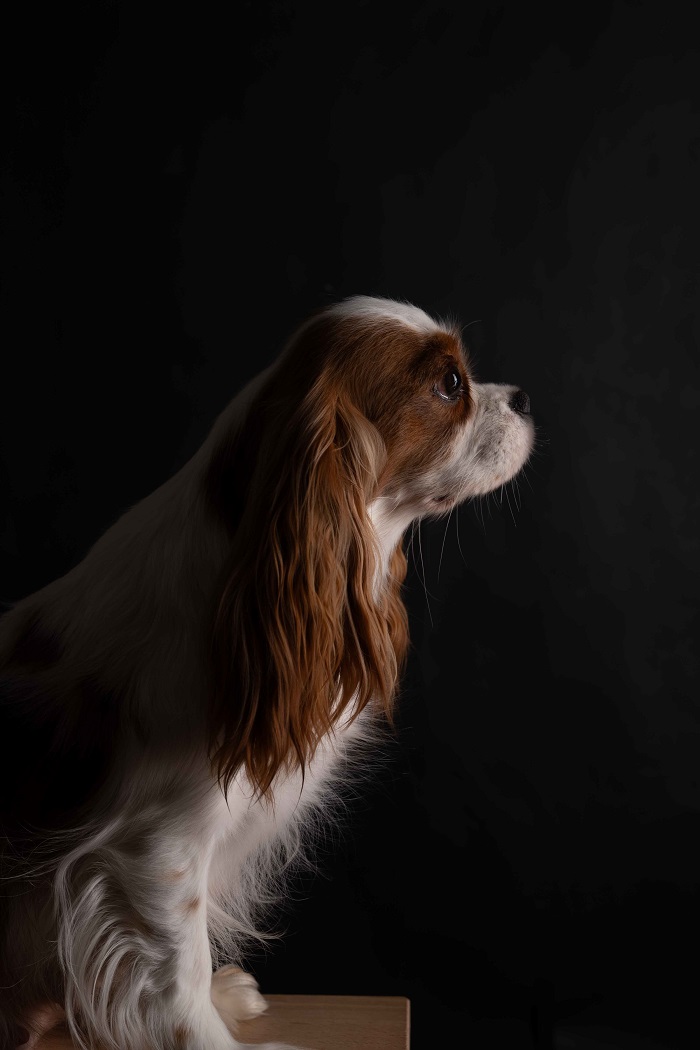 Dei Guardiani Di Rosa Cavalier kennel