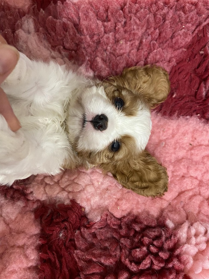 Dei Guardiani Di Rosa Cavalier kennel