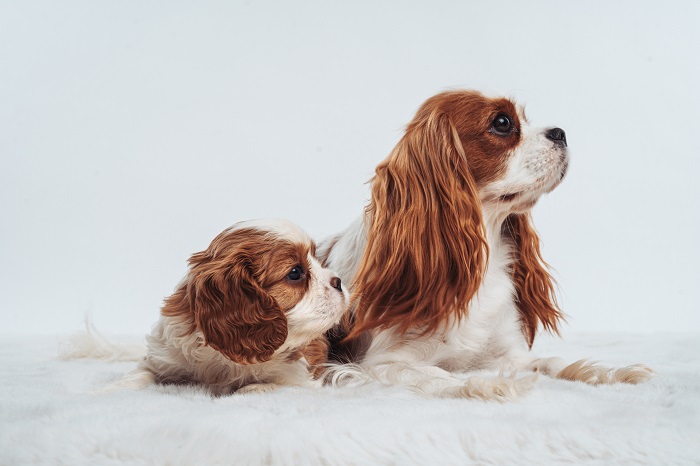 Cavalier King Charles Spániel.