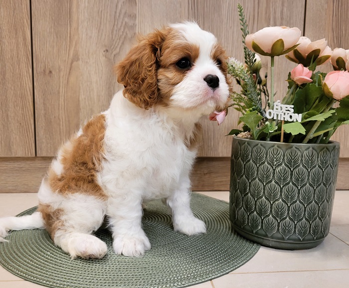 Dei Guardiani Di Rosa Cavalier kennel