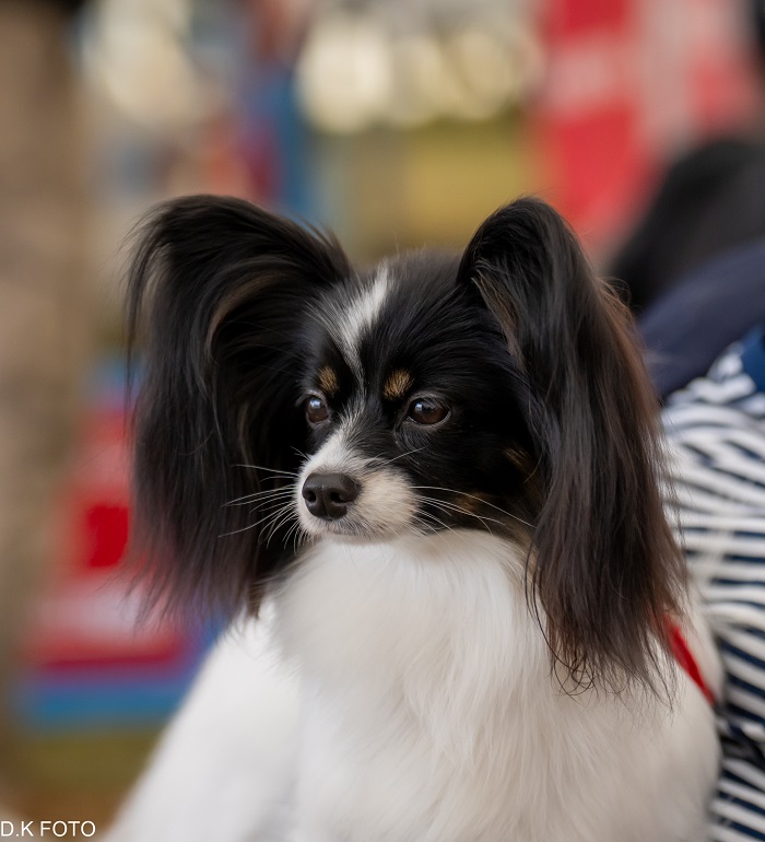 papillont és a phalén