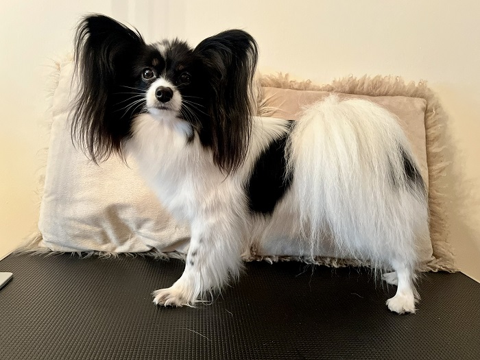 papillont és a phalén