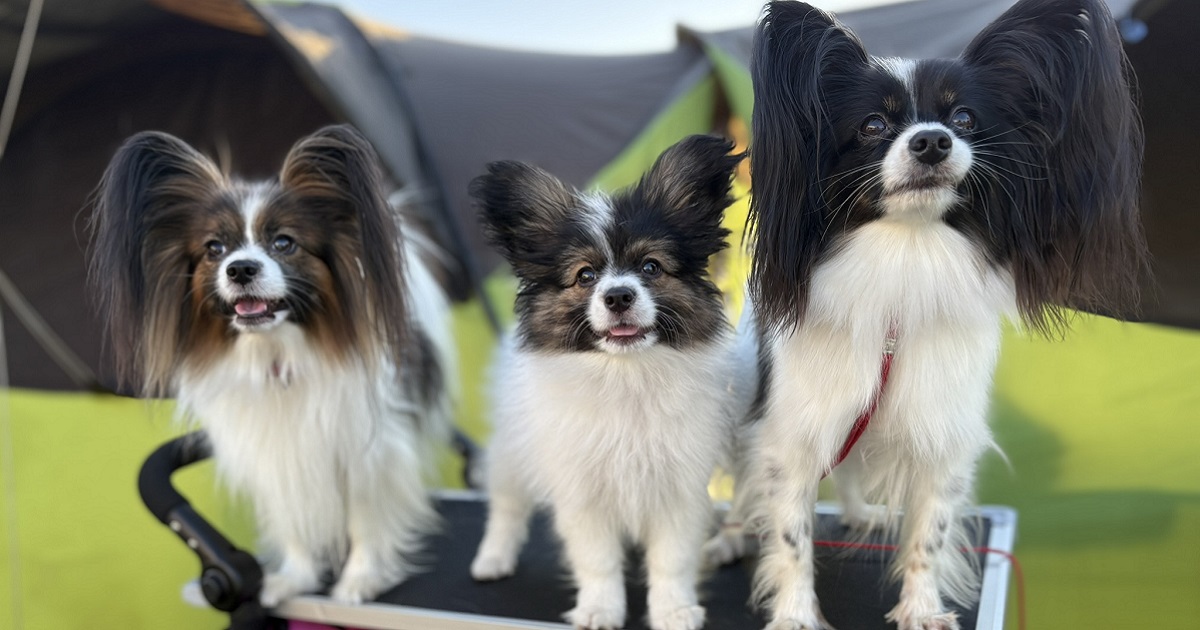 Papillon és Phalène – a „pillangó” és a „molylepke” kutya
