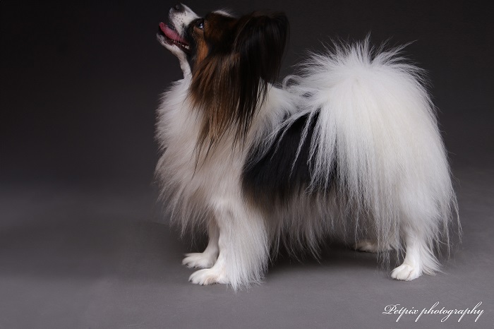 papillont és a phalén