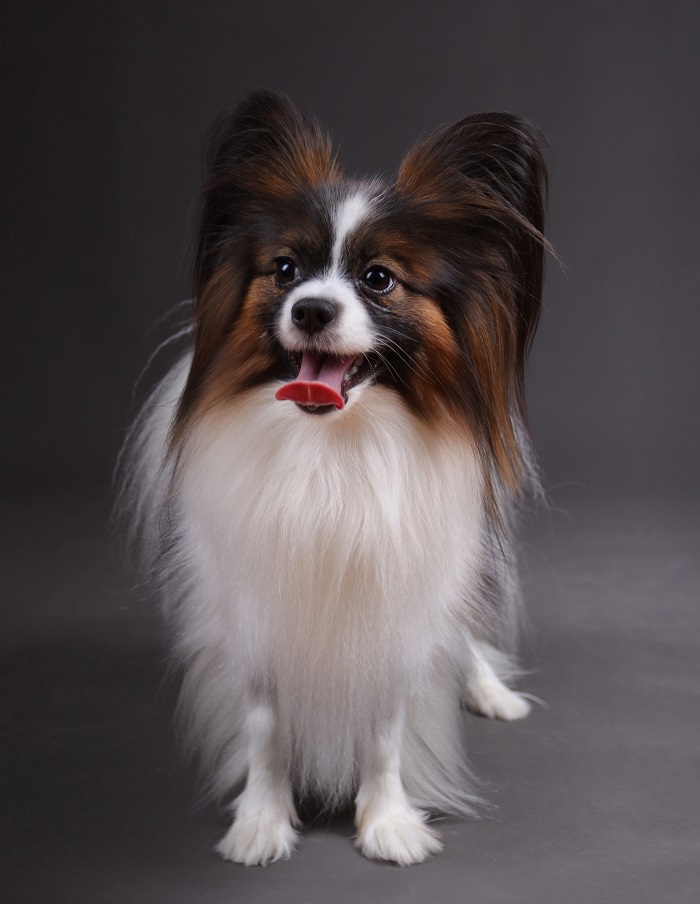 papillont és a phalén